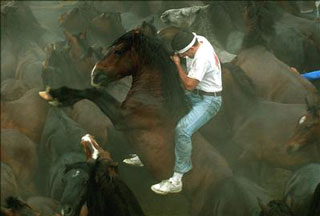 Cinquenta cavalos morrem afogados