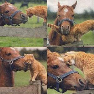 Amigos para sempre...