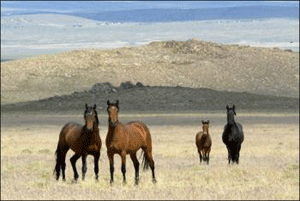 “Mustangs” ameaçados de sacrifício em massa nos EUA