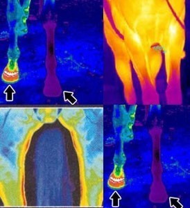Doping: Cavalos de saltos sujeitos a testes de termografia