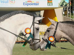 Lusitanos brilham na Expointer 2008