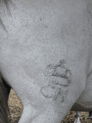 12 Garanh&otilde;es Aprovados pela APSL