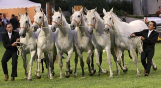 Cavalo Lusitano no Mundo