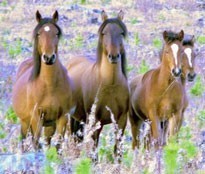 Woman's divorce deal includes maintenance for horses