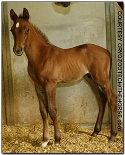 Clone of Show Jumper Gem Twist Born