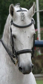 Projecto para Cavalos Lusitanos no Ensino - Est&aacute;gio