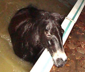 Drunken pony stumbles into swimming pool