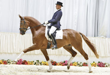 103 Hanoverian Riding Horses were sold