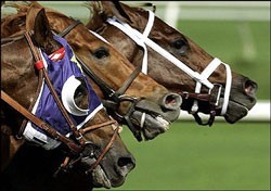 Apostas ilegais nas corridas de cavalos