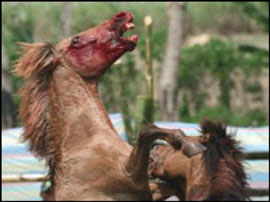 A Luta de Cavalos nas Filipinas, uma vergonha!