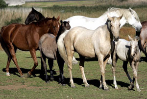 Etiópia luta contra a Peste Equina Africana