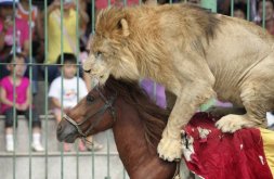 Lion rides horse in China