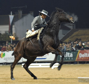 Doma Vaquera um sucesso na Golegã
