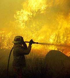 25 Cavalos morrem num incêndio