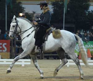 Ricardo Tavares destacou-se na equitação à portuguesa