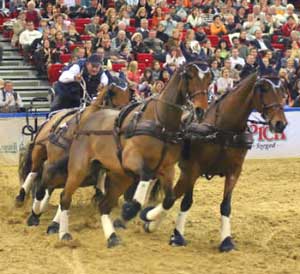 Boyd Exell claims the 4th leg of the FEI World Cup Driving