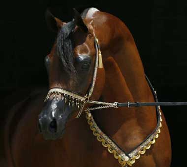 Garanh&atilde;o PSA &Aacute;rabe de Topo, portador de doen&ccedil;a heredit&aacute;ria