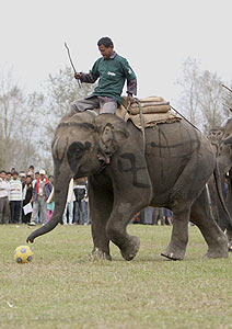 É só vencer...Elefante!
