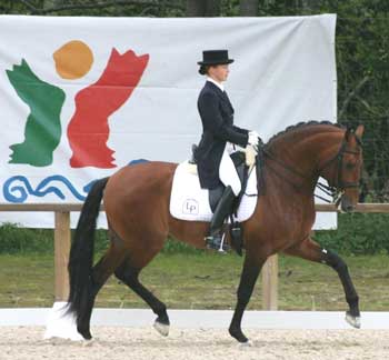 S&atilde;o 41 os Reprodutores da Ra&ccedil;a Lusitana recomendados pela APSL