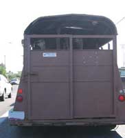 Cavalo morre quando a rampa do atrelado se abriu em andamento