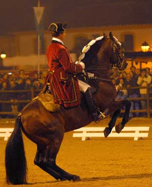 Nova Escola Equestre vai custar €12,5 milh&otilde;es