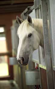 Programado um centro equestre para Vila Pouca de Aguiar