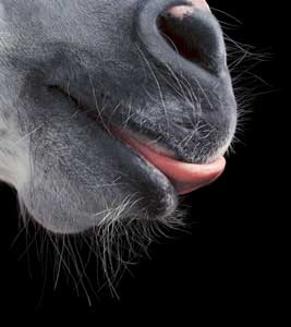 Exposi&ccedil;&atilde;o do Fot&oacute;grafo Ingl&ecirc;s Tim Flach - EQUUS