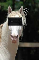 Cavalo vai preso por contrabandear...