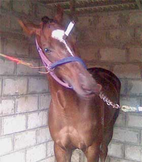 Onze cavalos propriedade de um pol&iacute;tico esfaqueados