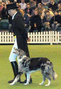 Freestyle Canino na TV...