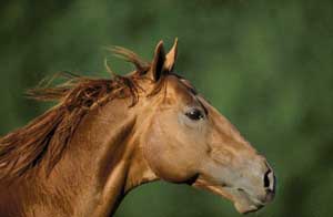 A recessão chega aos cavalos na Grã Bretanha...
