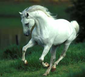 Tr&ecirc;s Andamentos" na RTP2