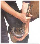 Associação Equestre de Bensafrim aposta na formação