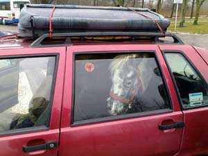 Polaco multado por viajar com passageiro “fora do normal”...