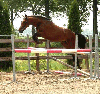 Poldro de 3 anos KWPN para venda