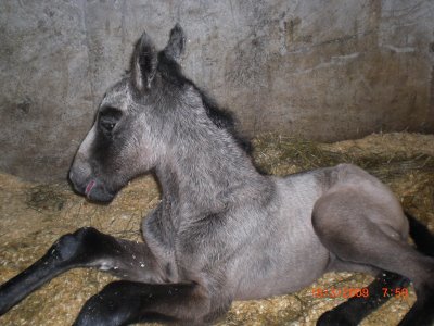 “Embaixador” o primeiro poldro Lusitano na Noruega