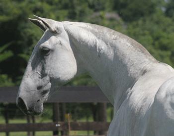 Horses were domesticated 1,000 years earlier than thought