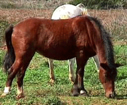 Cavalos abatidos a tiro em Paredes de Coura