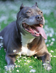 Cavalo esmaga Pit Bull
