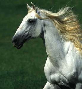 Parque tem&aacute;tico dedicado &agrave; tradi&ccedil;&atilde;o equestre