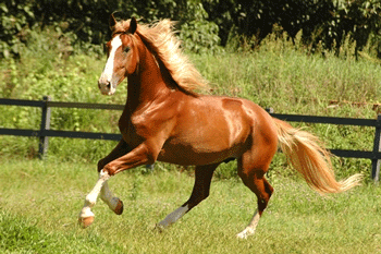 Confirmado um foco de AIE em Carcès