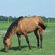 Criada a Associa&ccedil;&atilde;o de Criadores de Cavalos no Algarve