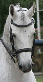 Projecto para Cavalos Lusitanos no Ensino - Quinta dos Cedros