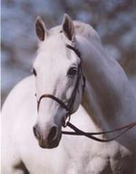 Abdullah inscrito no Show Jumping Hall da Fama