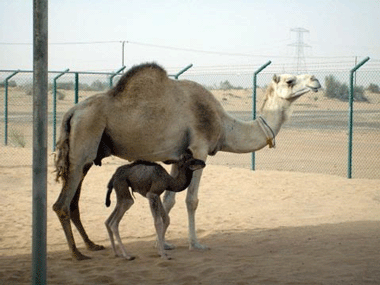 Dubai scientists create first cloned camel