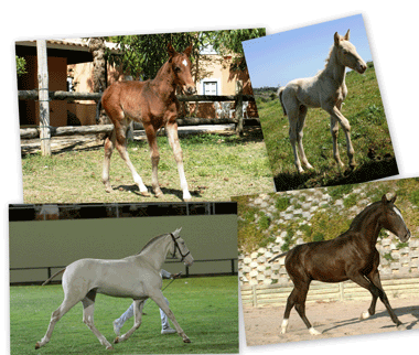 Nasceram dois belos poldros no IGE