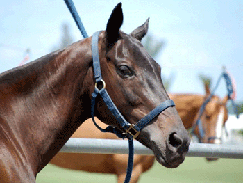 Testes preliminares não revelaram a causa da morte de 21 cavalos de polo