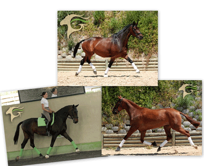 &Eacute;guas roubadas recuperadas pela PSP