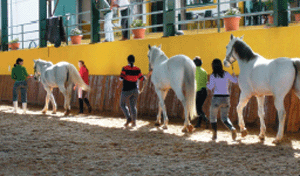 2º Curso de formação de “Auxiliar de Equitação Terapêutica"