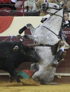 Pablo Hermoso de Mendoza sai em ombros e Ribeiro Telles apanha susto...